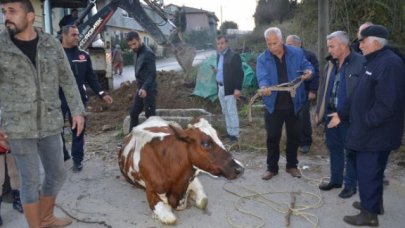 Sulama Kanalına Düşen İnek, İş Makinesiyle Kurtarıldı; Sahibi Ağladı