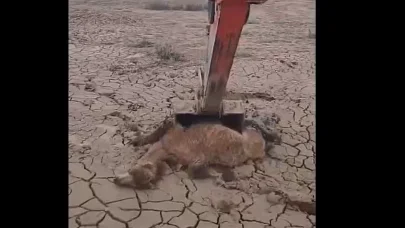 Yürek ısıtan görüntüler! Çölün ortasında ölüme terk edilen deveyi böyle kurtardı!