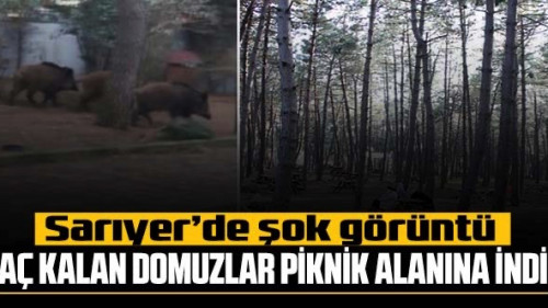 Sarıyer'de şok görüntü: Yaban domuzları piknik alanına indi