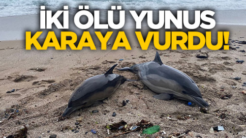 Beykoz'da iki ölü yunus karaya vurdu