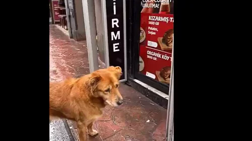 Tavukçunun önünde yemekleri seyreden köpeğe öyle bir sürpriz yaptı ki…