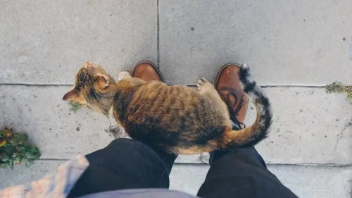 Kediler neden insanların ayaklarına sürtünür? Meğer nedeni çok başkaymış!