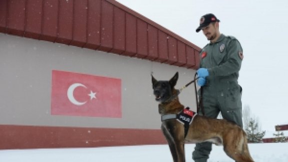 Özel Eğitimli Köpekler Obert 33, Calisto 14 İldeki Vakalardan Sorumlu