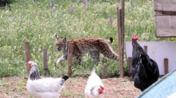 Kümeste Yakalanan Vaşak Öldü, Abant Milli Parkı'nda Sergilenecek