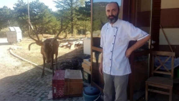 Kızıl Geyik Restoran Önüne Gelip Yiyecek Bekliyor