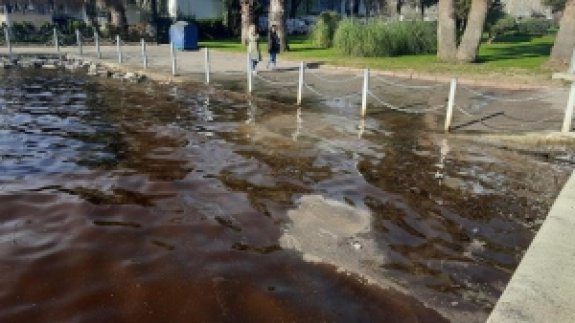 İzmit Körfezi, Kısmen Kahverengiye Büründü