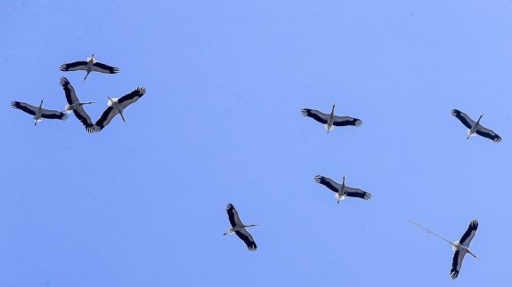 Leyleklerin gökyüzündeki görüntüsü izleyenleri büyüledi