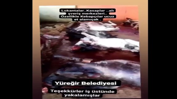 Adana'da skandal görüntüler! At ve eşekleri kesip kasaplara satacaklardı