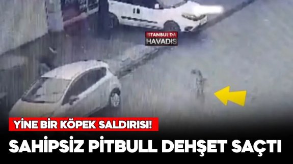 Sahipsiz pitbull yine dehşet saçtı!