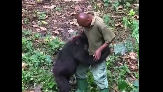 Bakıcısı ile eğlenceli vakit geçiren gorilin o anları viral oldu!