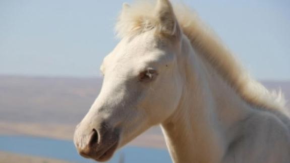 Kars'ta dünyaya gelen 'albino tay' şaşırtıyor