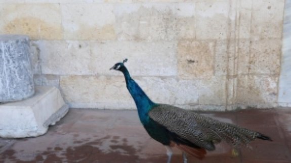 Bayezid Külliyesi'nde kaybolan tavus kuşu, 6 ay sonra bulundu