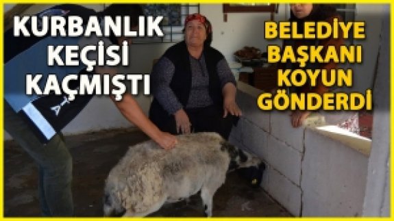 Kurbanlık Keçisi Kaçan Kadına Belediye Başkanı Koyun Gönderdi