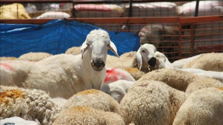 Kurban Bayramı tatili 9 gün olacak mı, 2023 Kurban Bayramı tatili uzatılacak mı? 1