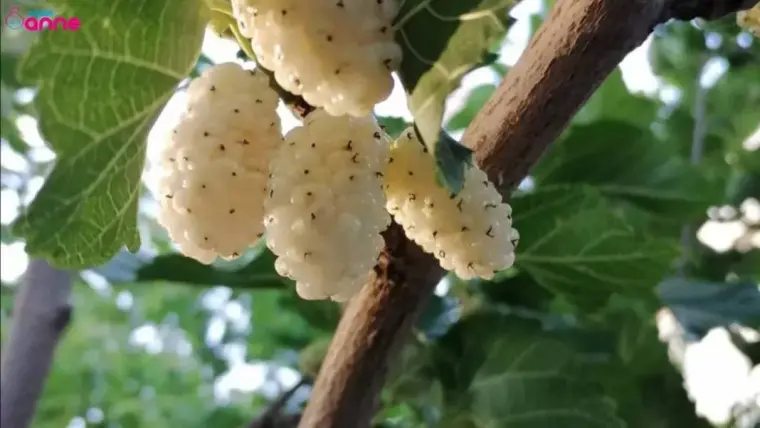 Beyaz ve Kara Dutun Faydaları Saymakla Bitmez, Dut Hangi Hastalıklara İyi Gelir? 3