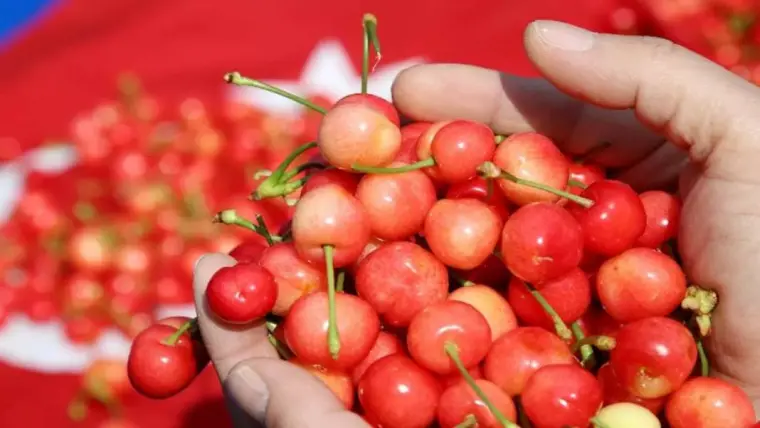 Kirazın Bilinmeyen Faydaları, O Özelliği ile 10 Kat Daha Etkili 2