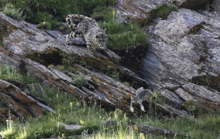 'Yılın Yaban Hayatı Fotoğrafçısı' için adaylar açıklandı 10