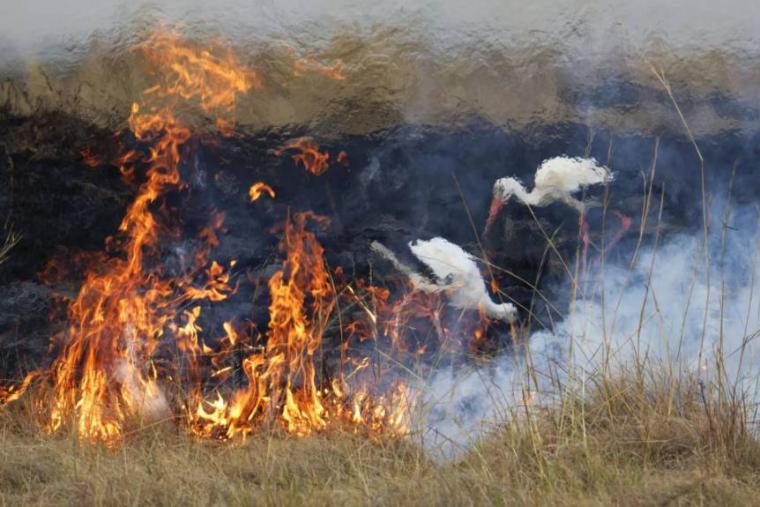 'Yılın Yaban Hayatı Fotoğrafçısı' için adaylar açıklandı 11