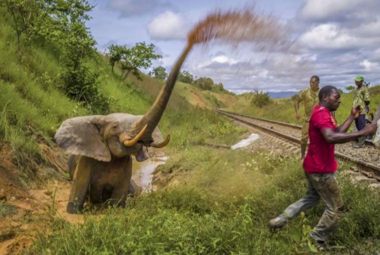 'Yılın Yaban Hayatı Fotoğrafçısı' için adaylar açıklandı 12