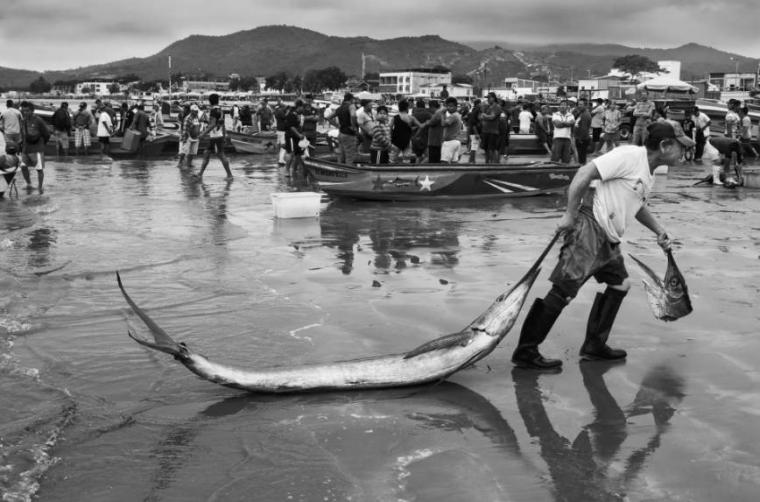 'Yılın Yaban Hayatı Fotoğrafçısı' için adaylar açıklandı 13