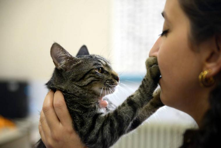 Yaralı kedi, hayvan hastanesine sığındı 1