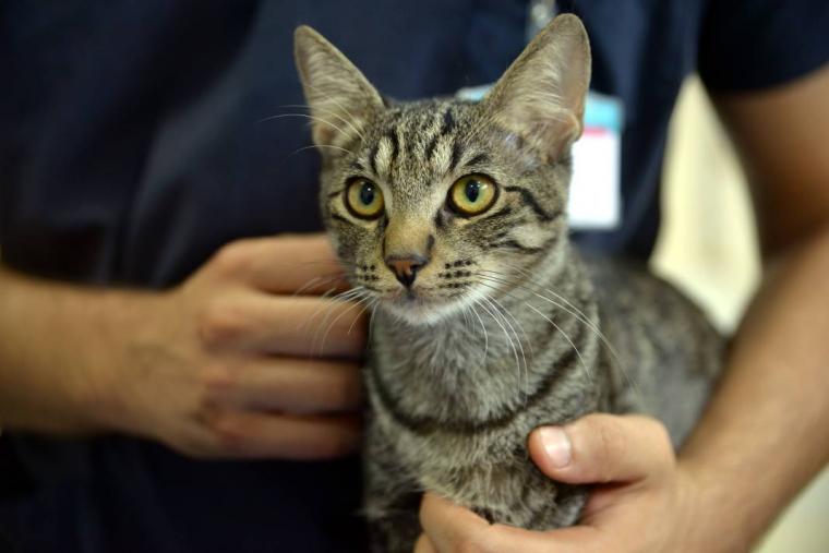 Yaralı kedi, hayvan hastanesine sığındı 2