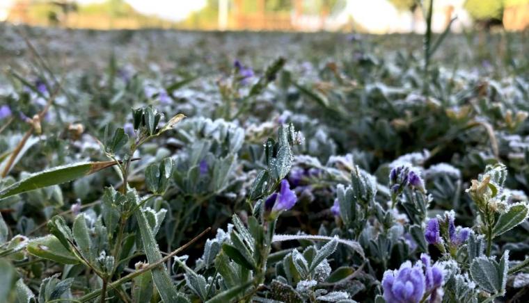 Hava sıcaklığı sıfırın altına düştü: Kırağı oluştu, camları buz tuttu 8