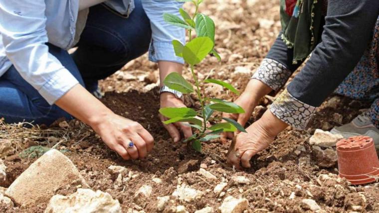 Aronya meyvesi nedir, tarihi ve faydaları nelerdir? 3