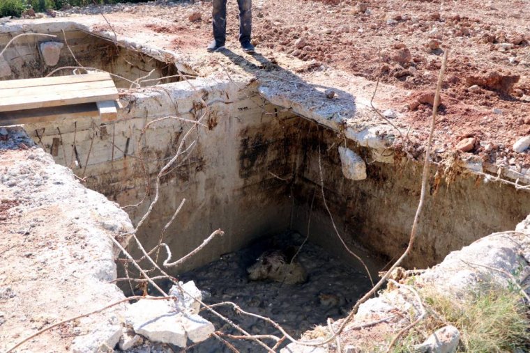 Ölü tavukların atıldığı kuyuya giren ayı mahsur kaldı 2