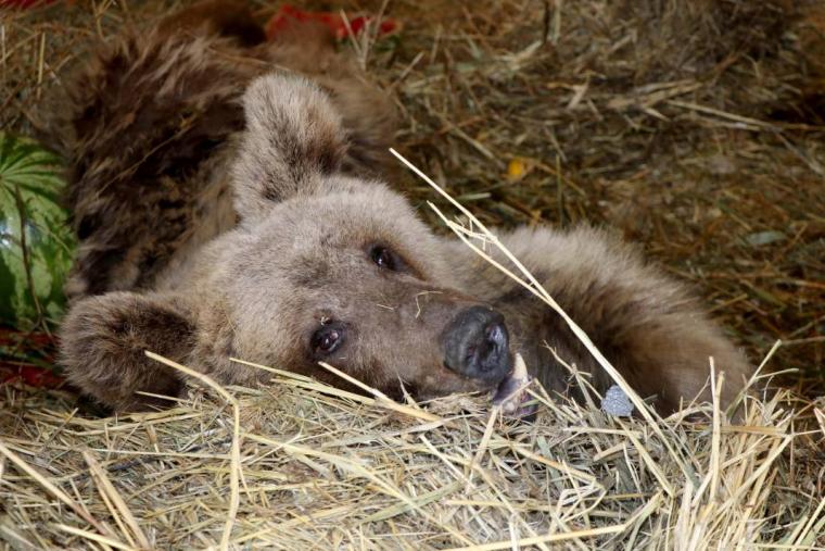 Silahla vurulan bozayı ömür boyu felç kalacak 3