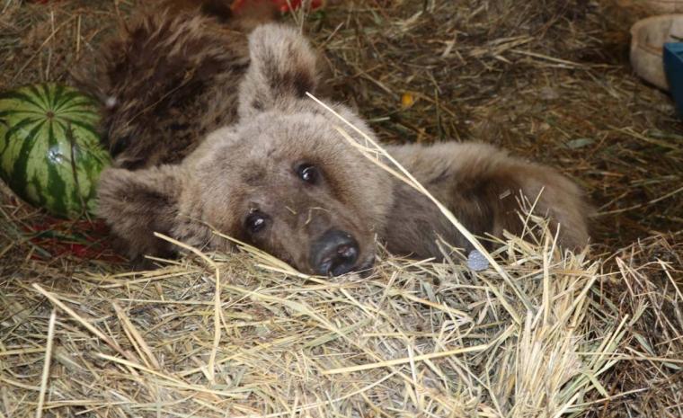 Silahla vurulan bozayı ömür boyu felç kalacak 5