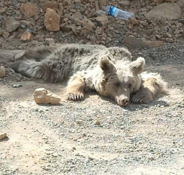 Silahla vurulan bozayı ömür boyu felç kalacak 1