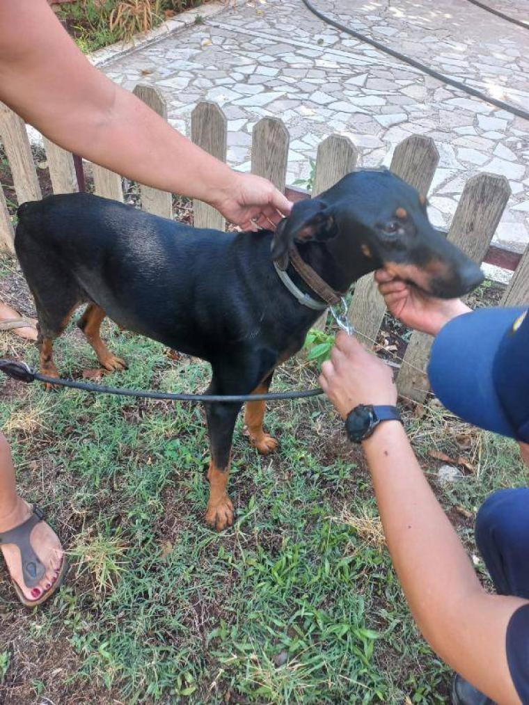 Korhan Berzeg'in köpeği Tina'nın tahlil sonuçları belli oldu 6