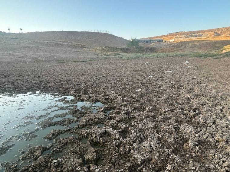 Sular 40 metre çekildi: Yüzlerce ölü balık kıyıya vurdu 2