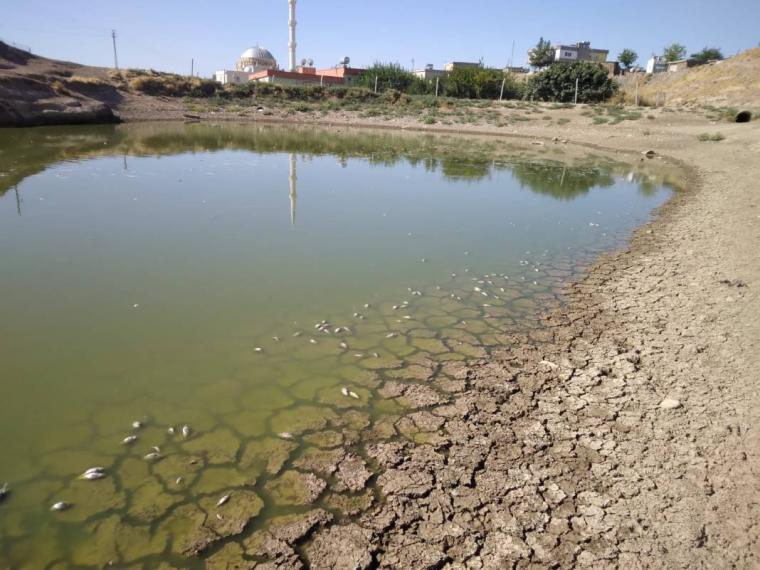 Sular 40 metre çekildi: Yüzlerce ölü balık kıyıya vurdu 3