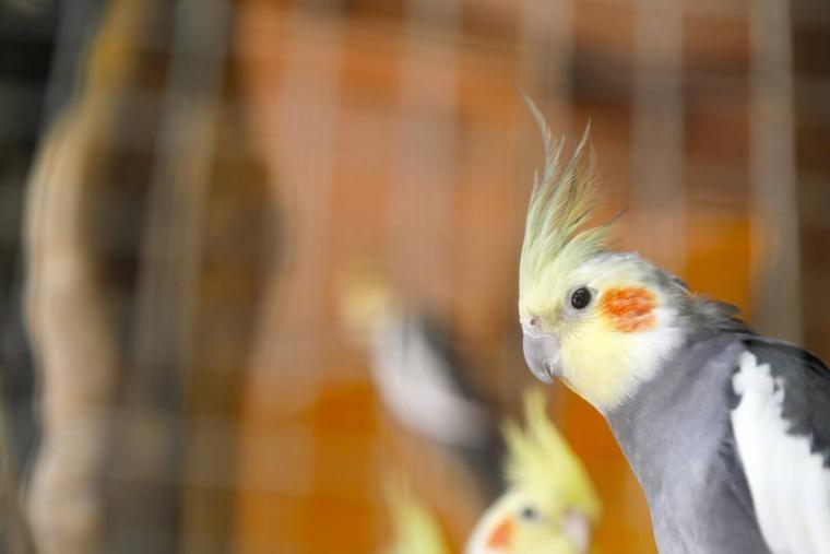 Görevlilerle turizm işletmecileri arasında arbede: Tahliyesi için geldikleri kuşları kedi yakaladı 8