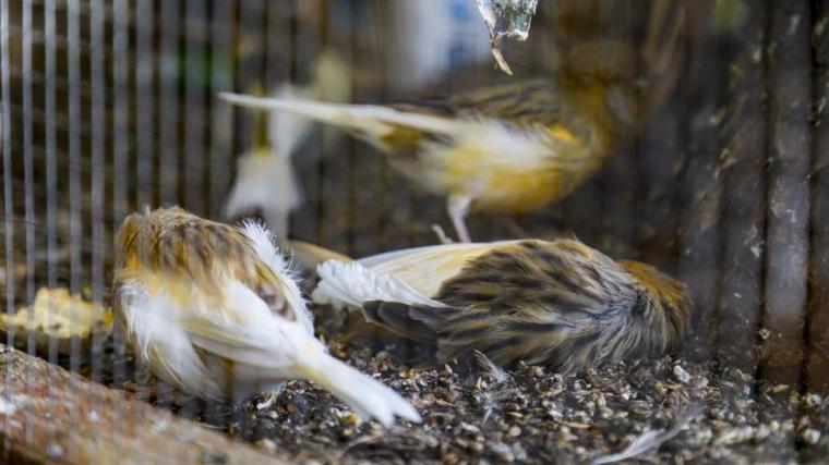 Görevlilerle turizm işletmecileri arasında arbede: Tahliyesi için geldikleri kuşları kedi yakaladı 1