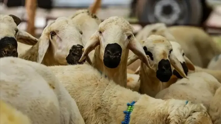 2025 Kurban Bayramı ne zaman başlıyor, hangi ay bayram tatili olacak? 9