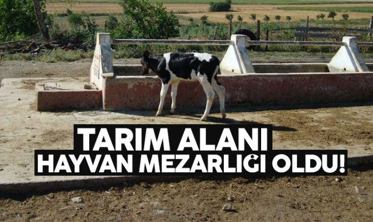 Tarım alanı hayvan mezarlığı oldu