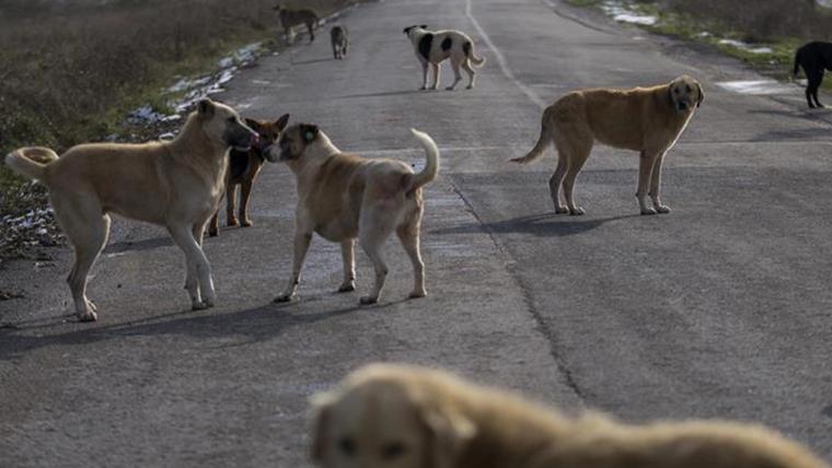 Çözülemeyen  köpek sorunu!