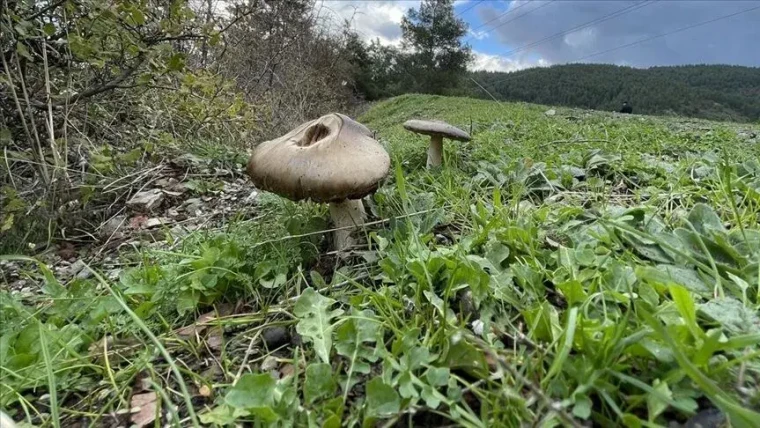 Ölüm meleği olarak biliniyor! Tek ısırığı bile adamı komaya sokar 6