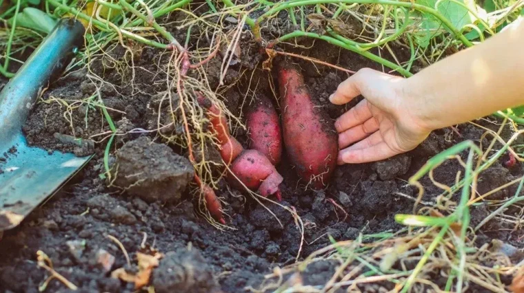 Çinlilerin 100 Yıl Yaşama Sırrı! Bu Sebzeyi Yiyenler Hastalıkları Unutuyor! Günde 1 Tane ile Kalp Koruma Altında! 2