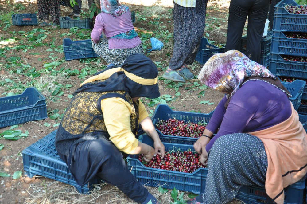 Kirazın fiyatı tarlada 10, markette 30 lira