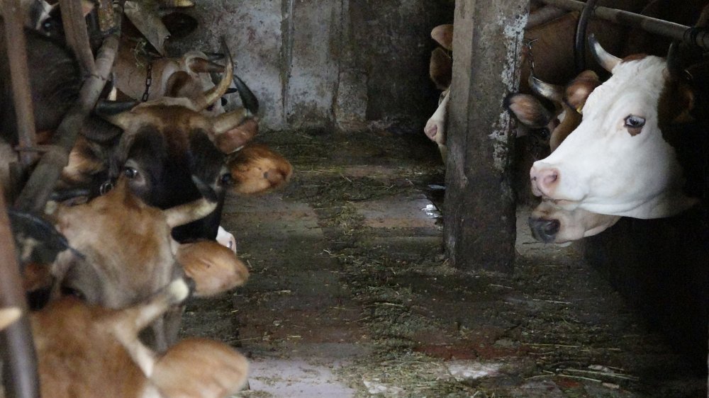 Uzmanlardan kurban kesiminde kene uyarısı