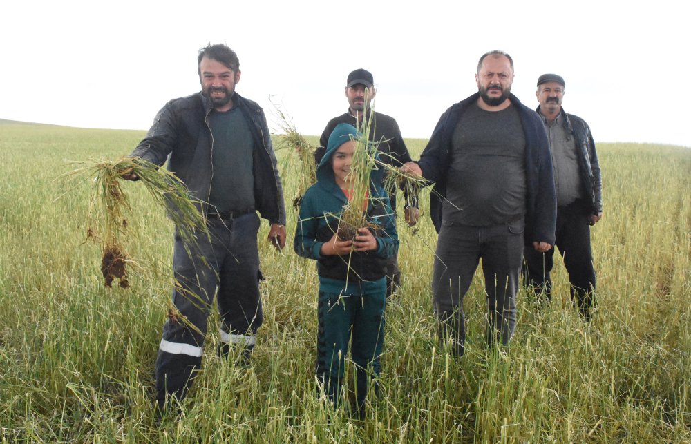 Yağışlar çiftçiye umut yerine 'kabus' oldu