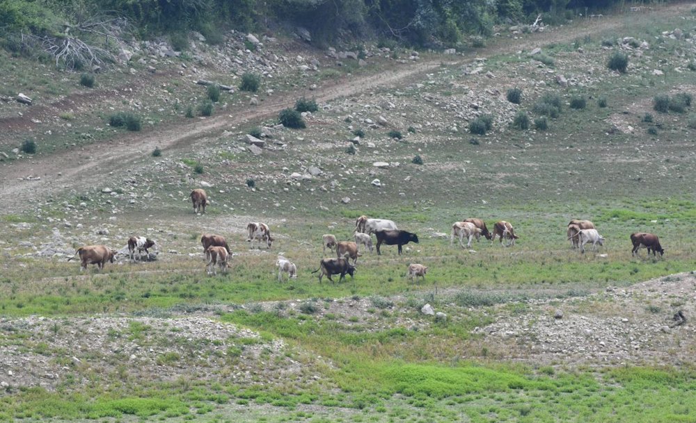 Megakentte ürküten manzara: Kuruyan barajda hayvanlar otluyor!