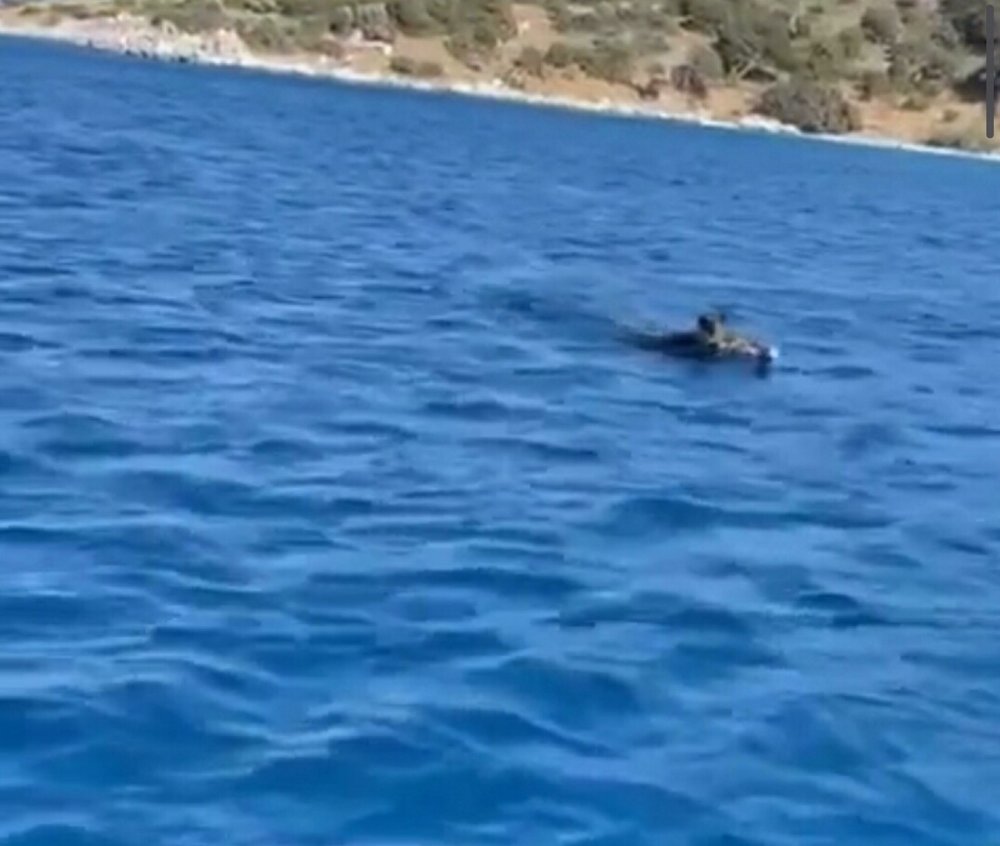 Yaban domuzları Bodrum'da denizin tadını çıkardı