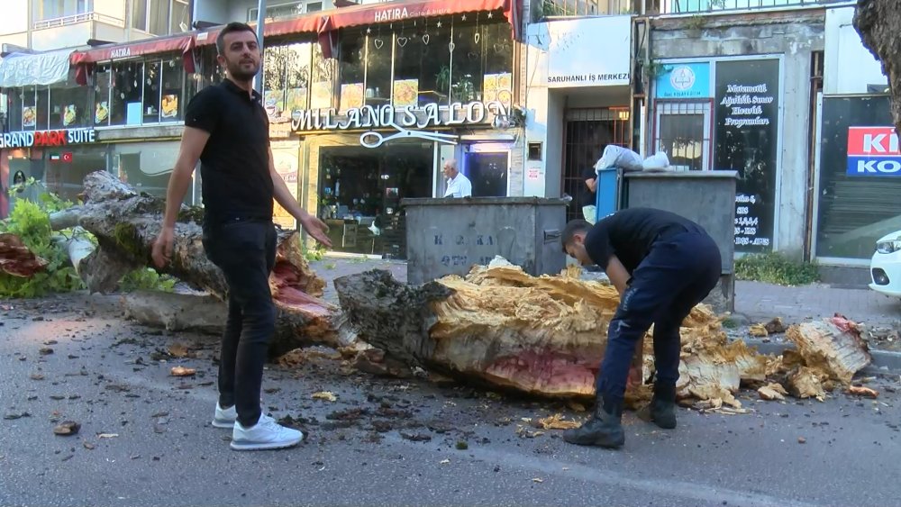 200 yıllık çınar devrildi: Ulaşım kapandı