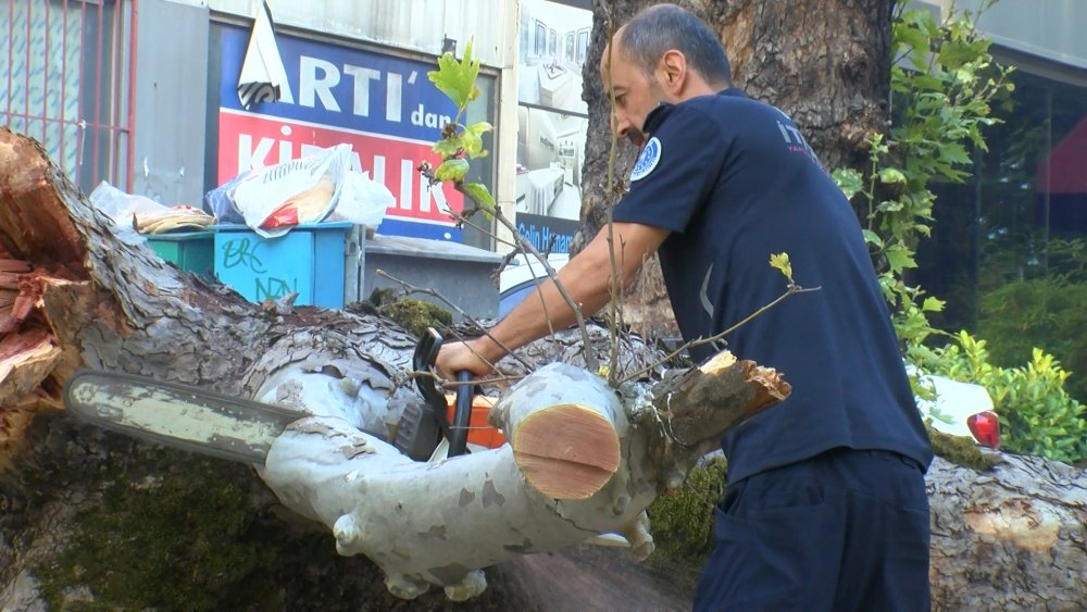 200 yıllık çınar devrildi: Ulaşım kapandı