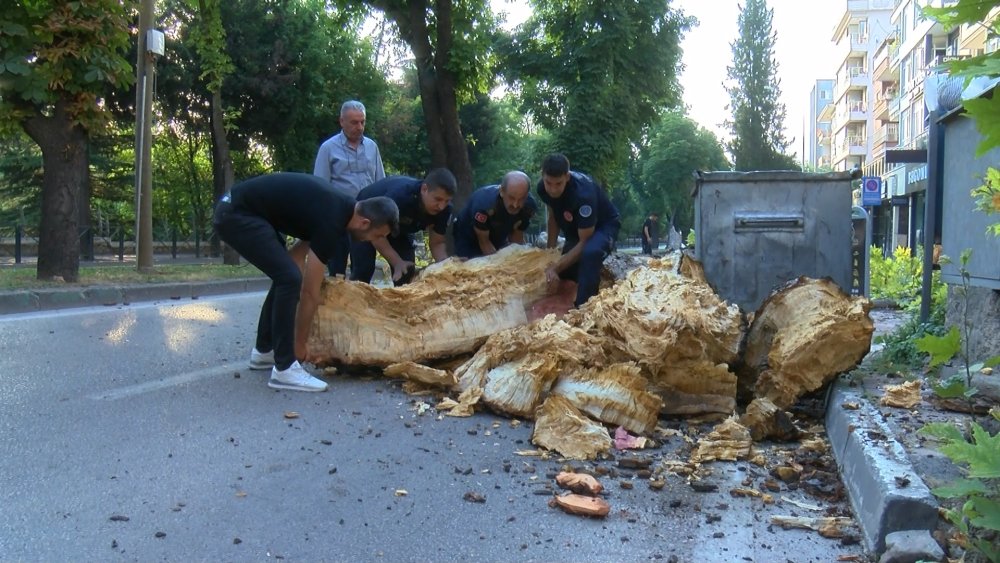 200 yıllık çınar devrildi: Ulaşım kapandı